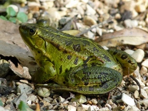 rana, verde, anfibio, pietre, occhi, macchie, sassi, zampe, rospo, animale