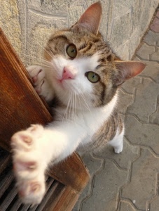 gatto, occhi, zampa, baffi, unghie, muso, zampe, felino, persiana, animale