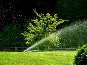 prato, acqua, albero, verde, innaffiare, gocce, getto, spruzzo, piante, zampillo
