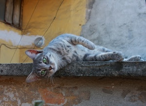 gatto, occhi, muro, grigio, verde, muretto, verdi, riposo, baffi, felino, sdraiato