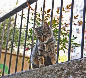 gatto, ringhiera, zampe, animale, occhi, felino, muro, tigrato, muso, orecchie, foglie, gattino, baffi, albero, pianta