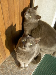 gatti, due, occhi, porta, pelo, orecchie, ombra, animali, zerbino, mici, muso, grigio, grigi, legno, felini, baffi