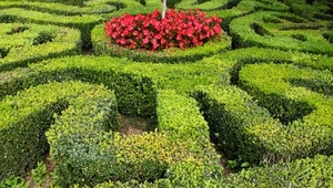 fiori, verde, giardino, rosso, siepi, labirinto, siepe, aiuole, aiuola