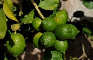 limoni, foglie, verde, ramo, verdi, agrumi, pianta