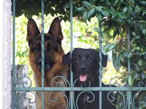 cani, cancello, due, foglie, lingua, verde, animali