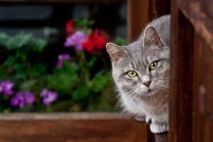 gatto, fiori, occhi, orecchie, animale, baffi, finestra, felino