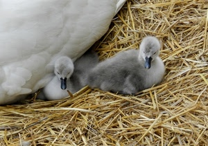 paglia, due, animali, piccoli, pulcini, becco, cigni, anatre, grigi, anatroccoli
