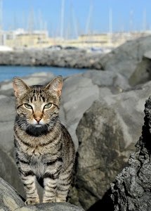 gatto, occhi, scogli, animale, mare, porto, barche, felino, sfocato