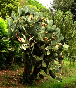 alberi, frutti, verde, foglie, spine, fichi, erba, piante, pianta, grassa, fico, grasse, india, fichidindia, frutta