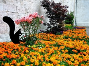 fiori, aiuola, scoiattolo, giallo, piante, arancione, gialli, rosa, oleandro