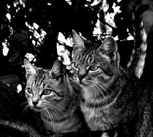 gatti, due, occhi, baffi, bianconero, musi, orecchie, coda, animali