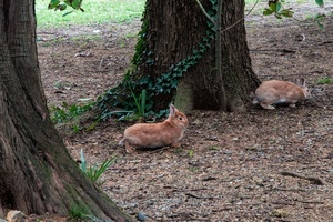 due, conigli, animali, alberi, tronchi, edera, lepri, foglie