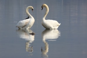 cigni, due, acqua, riflesso, bianco, riflessi, uccelli, animali, becco, collo, piume, lago, colli