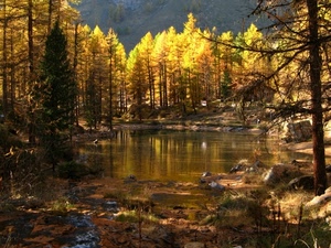 lago, alberi, acqua, autunno, bosco, giallo, rami, riflessi, montagna, riflesso, laghetto, pietre, erba, foglie, albero, foresta, tronchi
