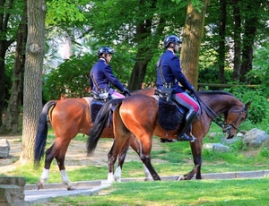 cavalli, alberi, due, polizia, parco, agenti, bosco
