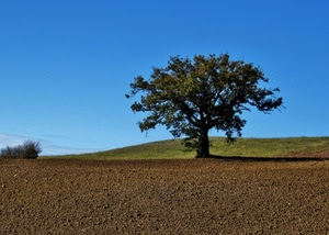 albero, cielo, verde, terra, azzurro, foglie, rami, campo, tronco, solitario, colline, campagna, solo, marrone, erba, uno, terreno