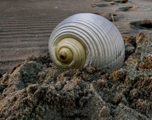 spirale, sabbia, conchiglia, spiaggia, chiocciola, lumaca, righe, giallo, guscio, bianco, orme