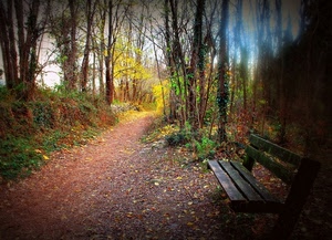 panchina, alberi, bosco, foglie, autunno, sentiero, viale, strada