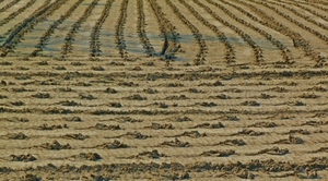 terra, solchi, sabbia, campo, buche, arato, righe, linee, impronte, terreno