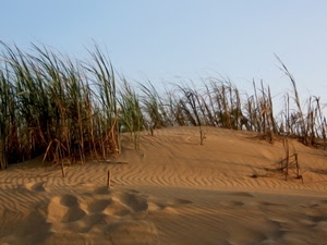 sabbia, duna, erba, cielo, natura, vento, orme, spiaggia, deserto, canne, piante