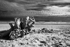 mare, spiaggia, tronco, sabbia, bianconero, cielo, nuvole, legno, radice