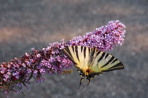 farfalla, ali, rosa, fiori, fiore, insetto, nero, giallo, sfocato, macaone, natura, macro, gialla