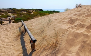 sabbia, mare, dune, duna, cespugli, spiaggia, erba, staccionata, pali, legno, cielo, piante
