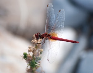 fiore, ali, insetto, libellula, macro, rosso, trasparenza, sfocato, pianta, verde, corpo, animale