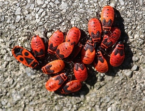 insetti, nero, rosso, strada, sassi, coleotteri, arancione, rossi, gruppo, animali