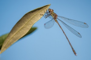 ali, libellula, insetto, foglia, zampe, azzurro, occhi, verde, foglie, testa, coda, zampette, macro, cielo