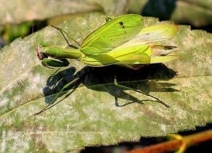 verde, foglia, insetto, ali, mantide