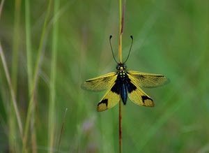 ali, verde, insetto, antenne, giallo, farfalla, nero, macro, erba, stelo, sfocato
