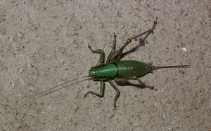 verde, insetto, antenne, zampe, cavalletta, grillo, coda