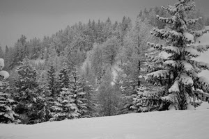 neve, inverno, alberi, bianco, abeti, bosco, freddo, montagna, pini, bianconero, paesaggio