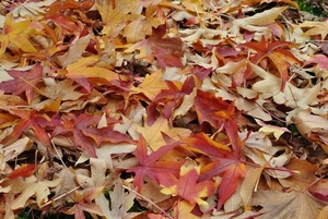 foglie, autunno, rosso, giallo, rosse, marrone, cadute, secche, gialle