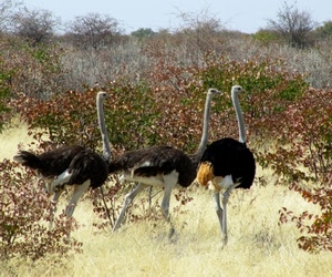 struzzi, tre, piume, uccelli, savana, zampe, nero, vegetazione, collo, africa, cespugli, colli