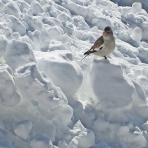 neve, uccello, becco, inverno, bianco, piume, animale, ali, arancione, passero, zampe