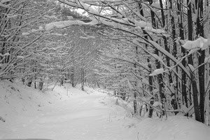 neve, alberi, rami, inverno, bianco, bosco, strada, nevicata, sentiero