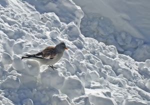neve, uccello, inverno, freddo, bianco, passero, becco, uccellino