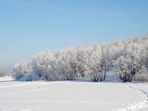neve, alberi, bianco, inverno, cielo, freddo, bosco, paesaggio, azzurro, manto