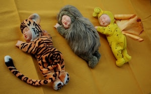 tigre, giallo, tre, bambole, farfalla, pupazzi, orso, pelo, dormire