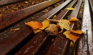 panchina, foglie, autunno, pioggia, gocce, giallo