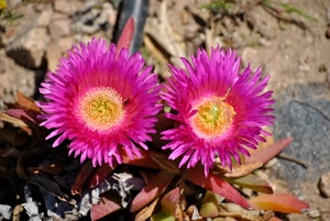 fiori, petali, foglie, corolle, giallo, rosa, due, viola, fiore, fucsia, terra, corolla, pistilli