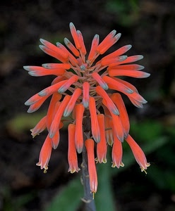 fiore, verde, arancione, petali, sfocato, macro, fiori, rosso, rosa