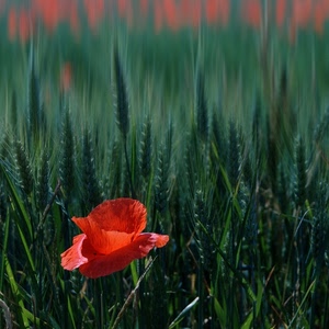 rosso, papavero, verde, spighe, grano, fiore, petali