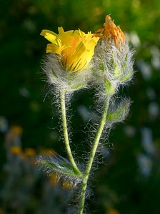giallo, fiore, verde, petali, stelo, fiori, macro, sfocato, peli, peluria, gambo, natura