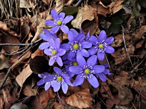 fiori, foglie, viola, petali, giallo, pistilli, bosco