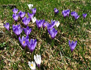 fiori, viola, erba, verde, bianco, petali, prato, crocus, tanti, natura, pistilli, croco, giallo, bianchi, primavera, campo, bucaneve, zafferano