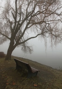 panchina, albero, nebbia, rami, acqua, prato, riva, lago