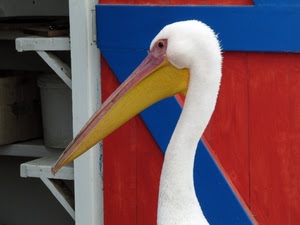 becco, bianco, pellicano, uccello, collo, giallo, rosso, volatile, blu, testa